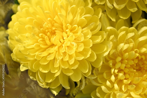 Chrysanthemum indicum. Yellow flower of Chrysanthemum.  Chrysanthemum indicum Linn.   Dendranthemum grandifflora. 