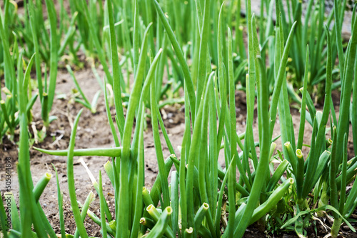 green onions growing in the garden beds in the spring