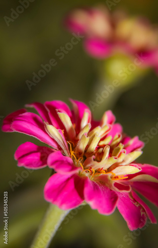 Common Zinnia blooms . Two blooms .  Fuchsia . Vertical . Close up