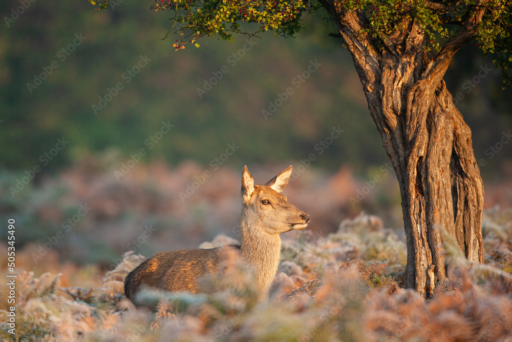 Young red deer in the warm morning light in London Young red deer in the warm morning light in London