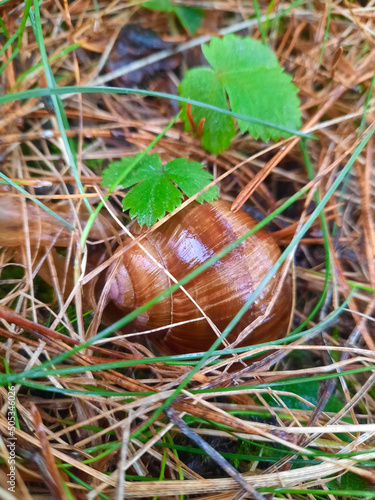 A snail on dry grass in a spring forest. Snail in a closed brown shell close-up. 