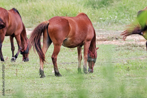 The horse on the green field