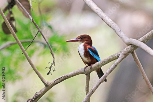 White-throated Kingfisher on a branch