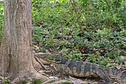 The varanus  on the ground