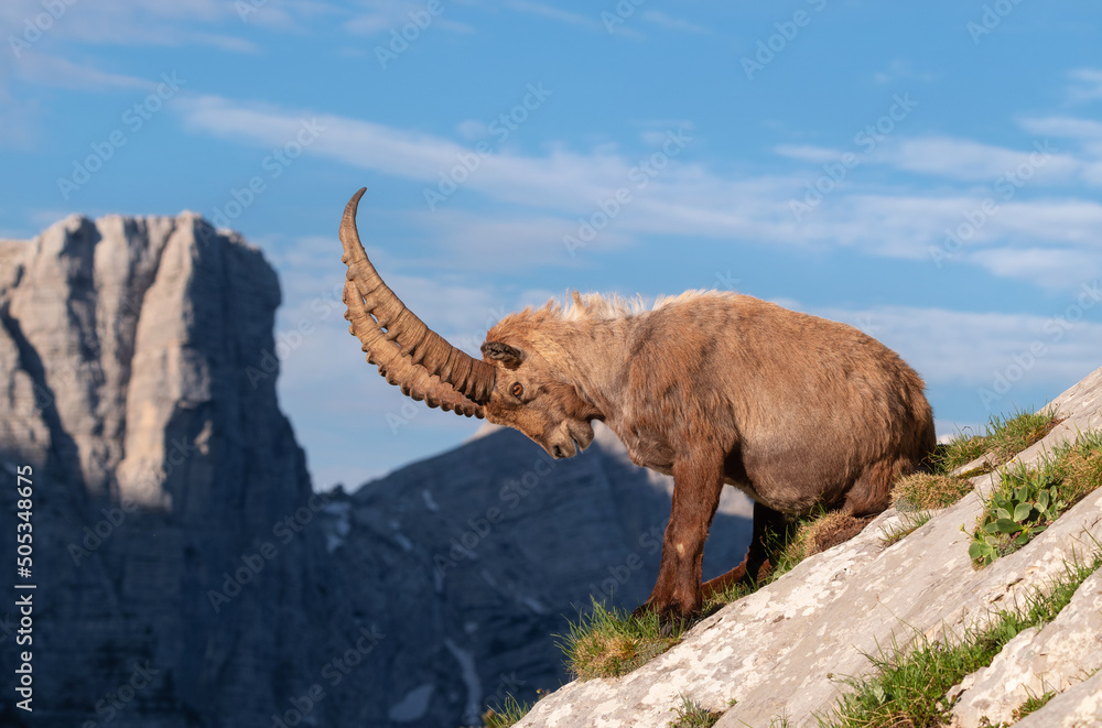 Ταπετσαρία Alpine ibex in the mountains in the morning