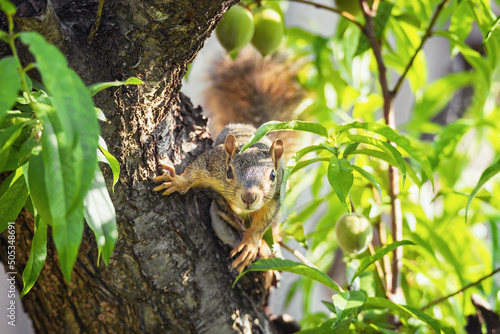 Cute little Eastern Fox squirrel (Sciurus niger) peeking out from peach tree branches.