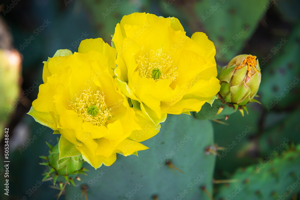 Obraz premium Beautiful yellow blossoms of Prickly Pear Cactus flower (Opuntia humifusa) in Texas spring. Closeup.