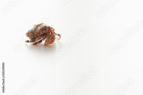 Hermit crab or paguroids with white background and out of focus.