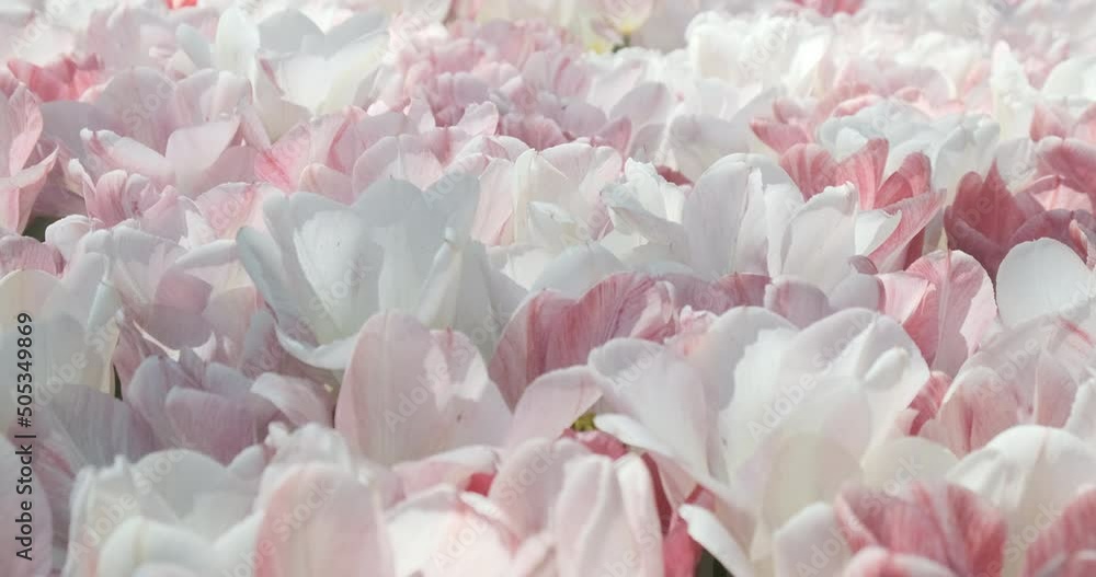 Beautiful pink flowers blossom close-up background. Floral petal field of natural blooming pink and white tulips or peony buds swaying in spring wind in morning sun light. 4k footage. Gentle backdrop Beautiful pink flowers blossom close-up background. Floral petal field of natural blooming pink and white tulips or peony buds swaying in spring wind in morning sun light. 4k footage. Gentle backdrop