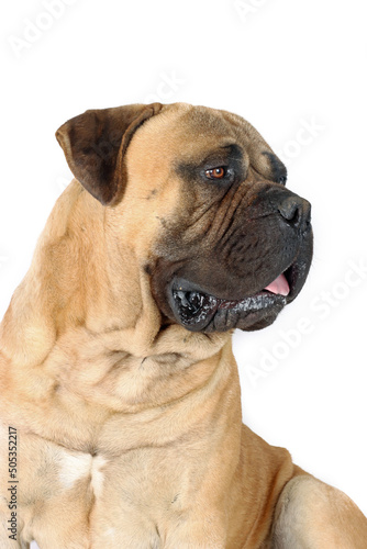 portrait of bullmastiff dog isolated on white background © eds30129