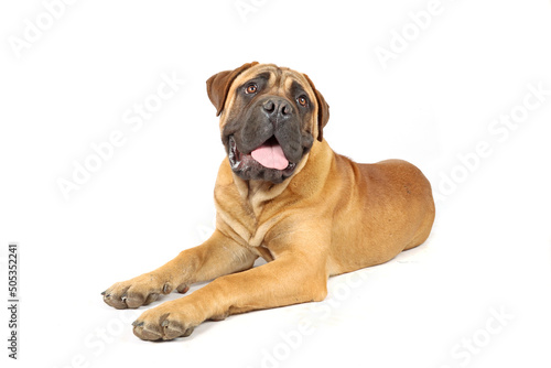 adult bullmastiff isolated on white background