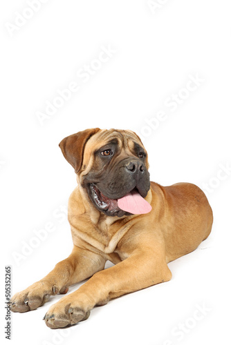 adult bullmastiff isolated on white background