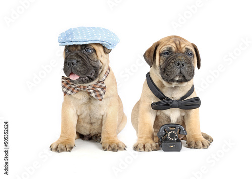 dog phone call  bullmastiff puppy with a phone on white background. 