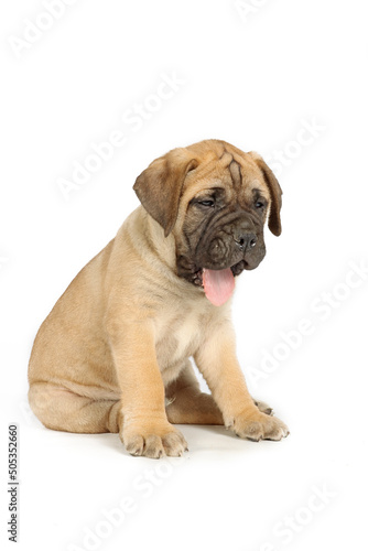 sitting puppy bullmastiff isolated on studio