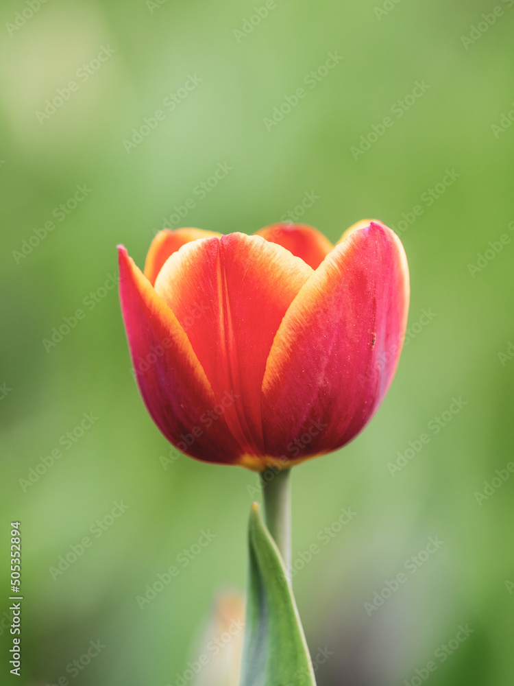 Red tulip with blurry background in sunset Red tulip with blurry background in sunset