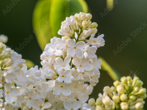 White Blooming Lilac Flowers in spring with blured background