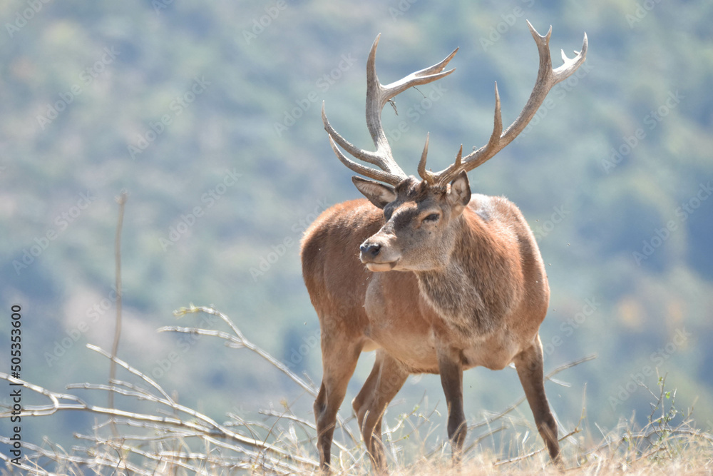 cerf cerf