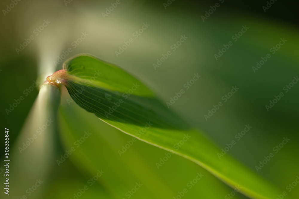 green leaves blurred background minimalist bamboo leaf green leaves blurred background minimalist bamboo leaf
