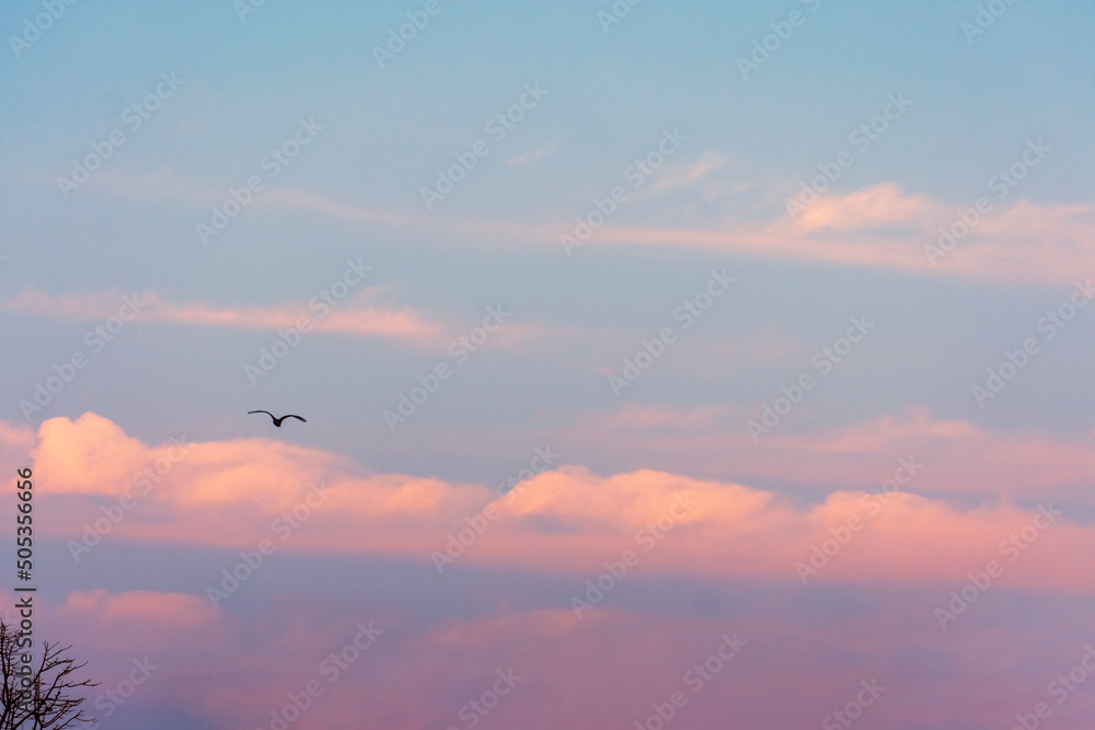 Pink and orange cloud formation in the sky at sunset before twilight