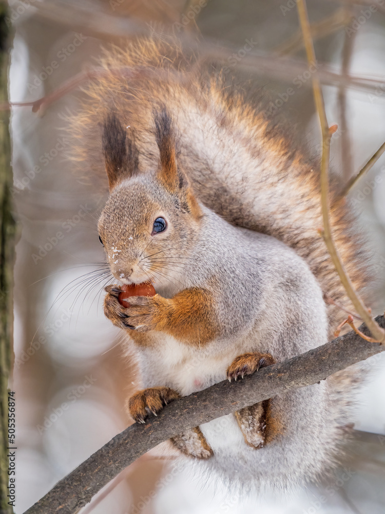 Obraz premium The squirrel with nut sits on tree in the winter or late autumn