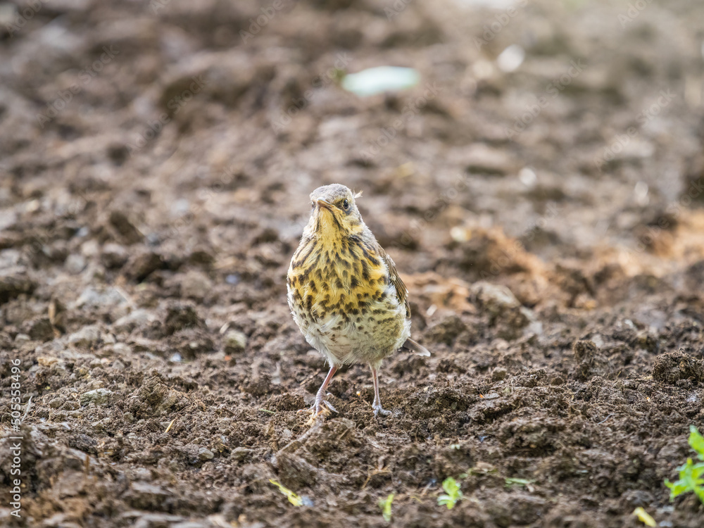 Obraz premium A fieldfare chick, Turdus pilaris, has left the nest and sitting on the spring lawn. A fieldfare chick sits on the ground and waits for food from its parents.