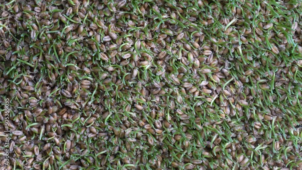 Background of germinated wheat grains rotates, close up, top view. Healthy food concept Background of germinated wheat grains rotates, close up, top view. Healthy food concept