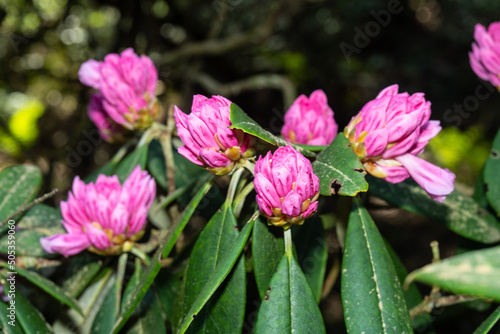 Rhododendron degronianum photo