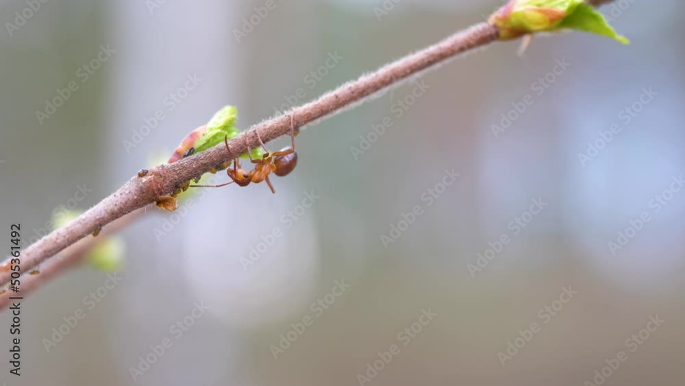 An ant crawls on a tree branch. Blurred background. An ant crawls on a tree branch. Blurred background.