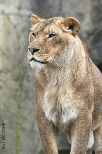 A portrait of a Lioness standing on a rock 