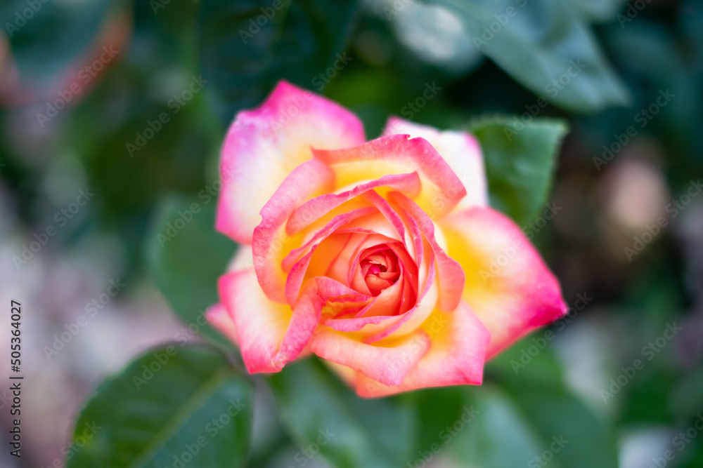 薔薇 薔薇