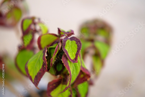Close-up of Miana or Coleus leaf texture and pattern 