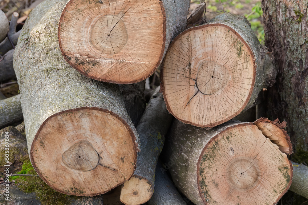 Transverse cut of the walnut trees trunks, background Transverse cut of the walnut trees trunks, background