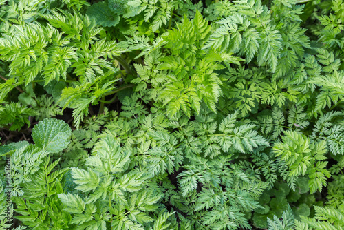 Foto Background of the plants with carved serrated leaves, top view