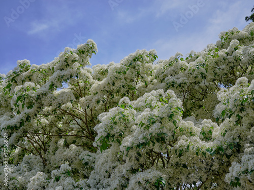 風景素材　初夏の陽射しに映える白いなんじゃもんじゃの花 photo