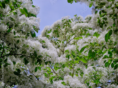 風景素材　初夏の陽射しに映える白いなんじゃもんじゃの花 photo