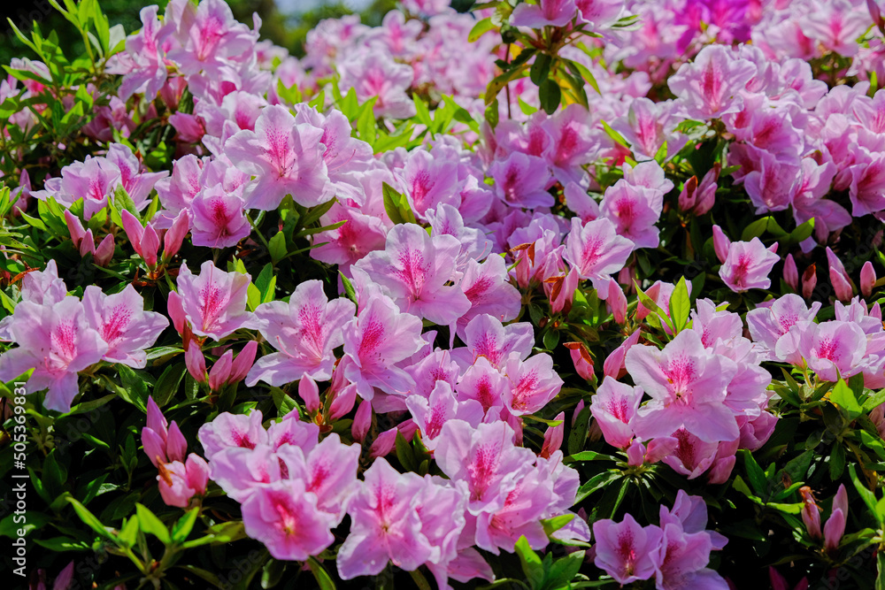 風景素材 初夏に陽射しに映える鮮かなツツジの花 風景素材 初夏に陽射しに映える鮮かなツツジの花