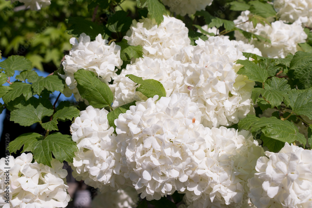white lilac flowers white lilac flowers