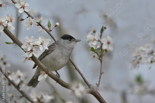 Sylvia atricapilla. Eurasian blackcap male sitting on the flowering twig. Spring in the nature.