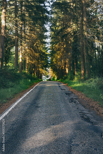 Fotografia Vertical shot of degraded asphalt road in the pine forest of Condroz region