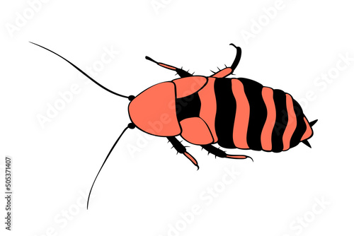 Madagascar cockroach, macro of insects. Pest control. Vector outline illustration in cartoon doodle style, isolated