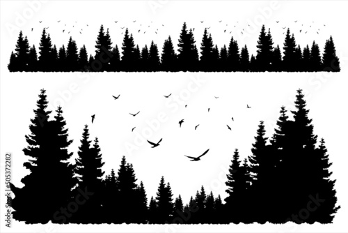 Pine trees. Dense pine forest. Beautiful landscape with pine forest and seagulls