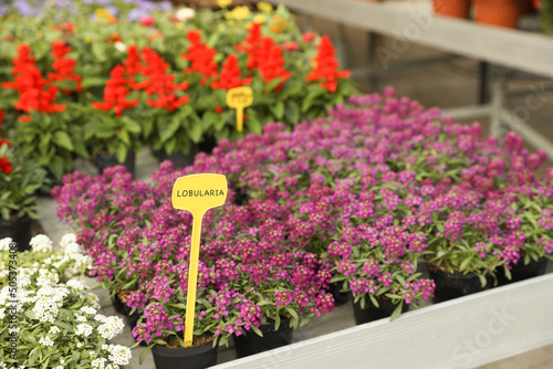 Beautiful blooming violet lobularia plants in garden center photo