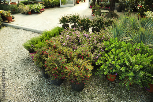 Many different potted plants near garden center photo