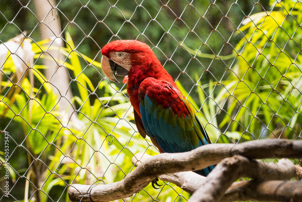 Photo inspiration: Picture Idea: Side View Of A Macaw In A Cage In The