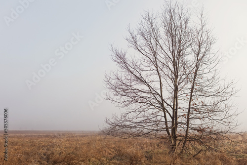 Tree at the mist meadow sunrise