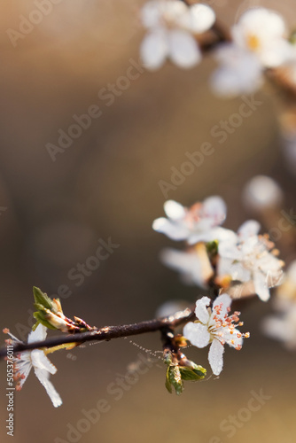 Spring blossom flower with dew drops