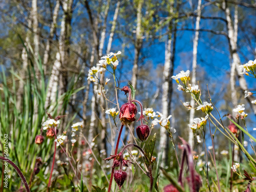 Close-up shot of nodding red flower of water avens (Geum rivale) growing in a green meadow surrounded with wild flowers in spring with blue sky and spring forest in the background