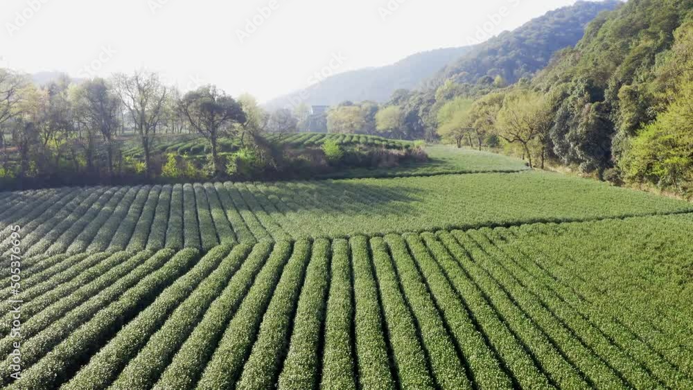 aerial view of beautiful green tea plantation in hangzhou longjin countryside
aerial view of beautiful green tea plantation in hangzhou longjin countryside