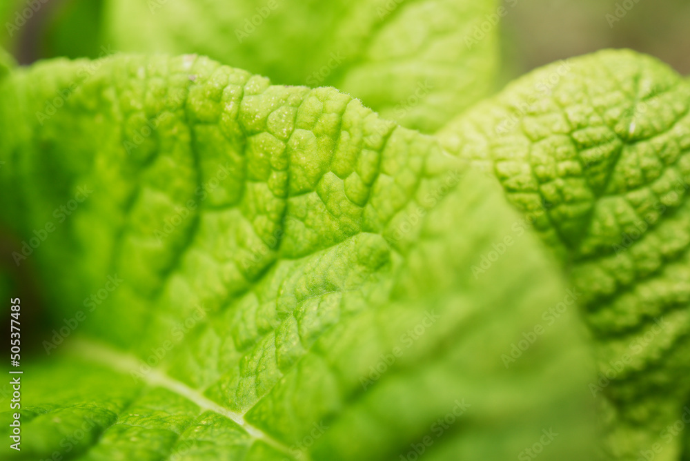 feuille en gros plan feuille en gros plan