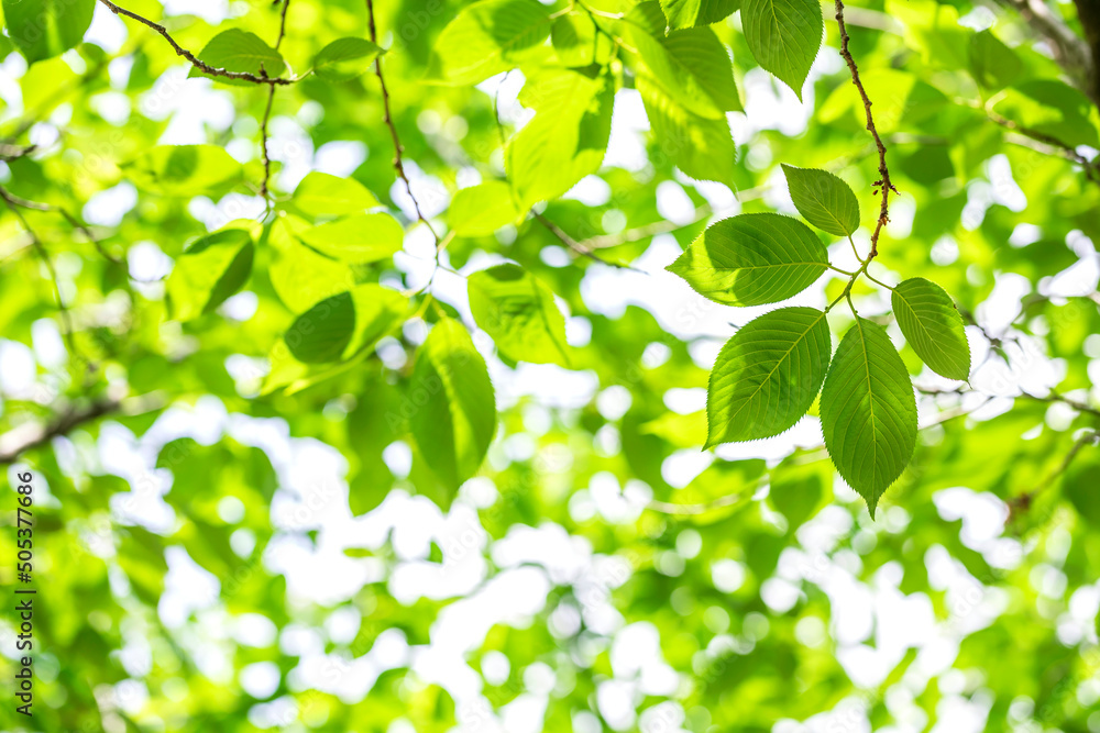 Green leaves isolated on white background